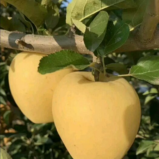 泰安 维纳斯黄金苹果苗、早熟鲁丽苹果苗