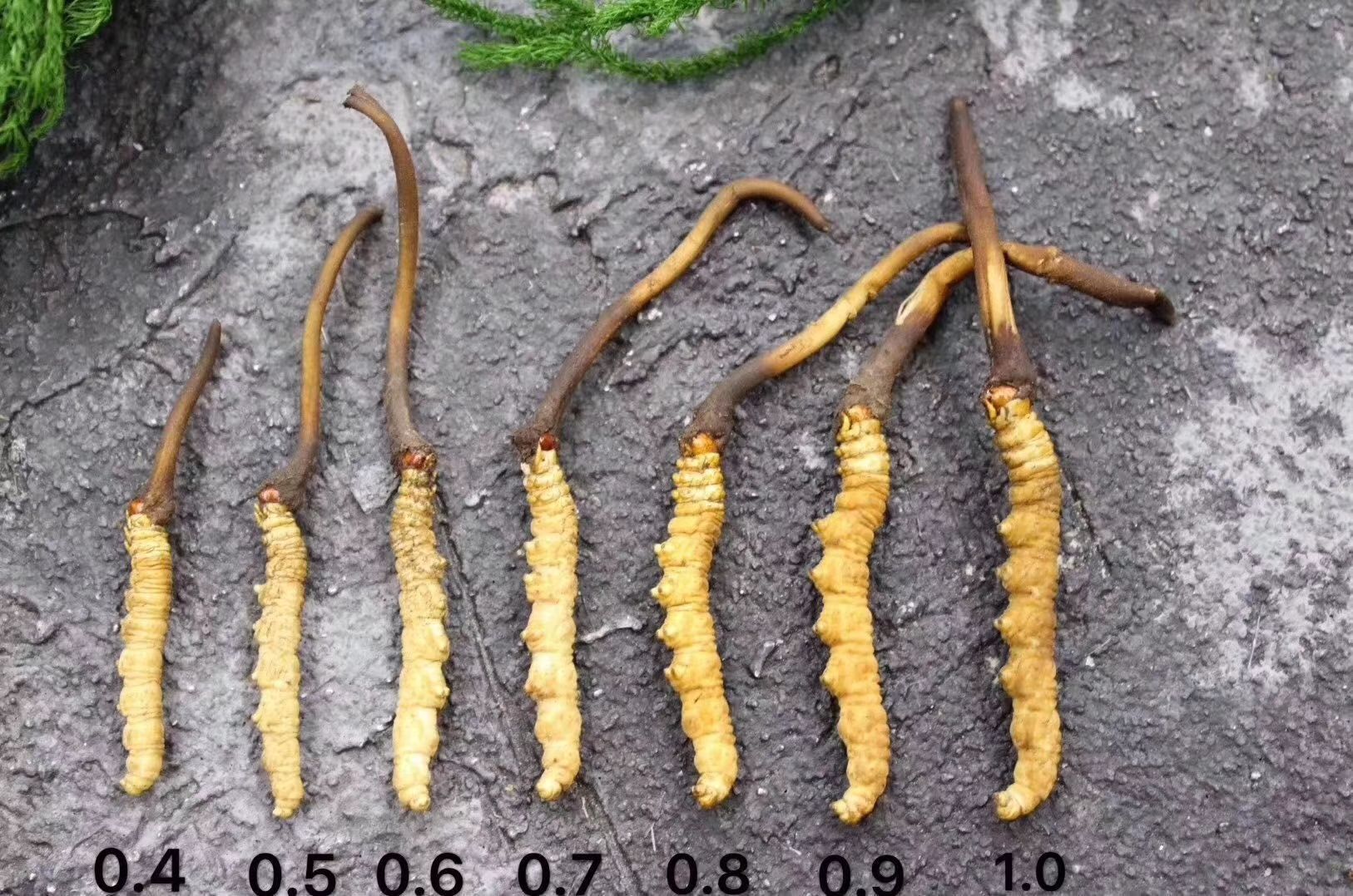  鲜草开刷…今天全是雪域高原大虫草
有钱难买当季鲜，错过等一年