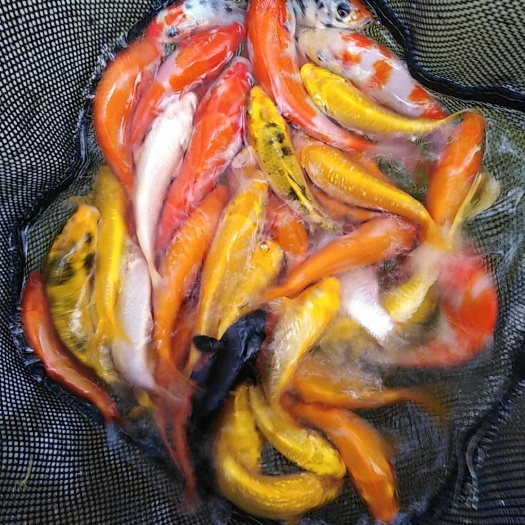 广州 日本锦鲤鱼苗