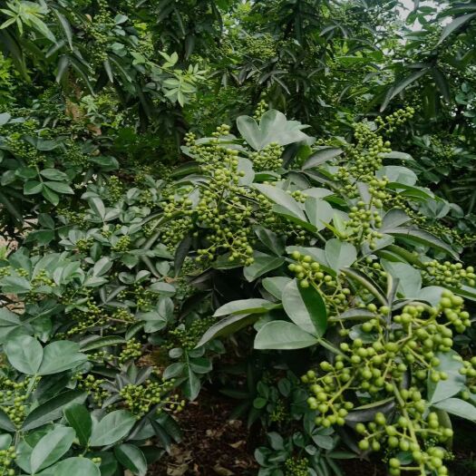 宜宾 花椒苗 青花椒苗，九叶青花椒苗，九叶青，永青一号，花椒
