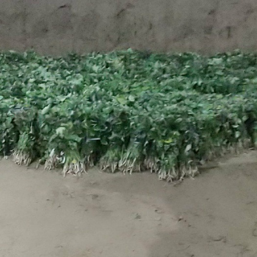 夏津县济薯26号红薯苗 【产地】济薯26原种脱毒冷棚晾晒拔大田剪苗