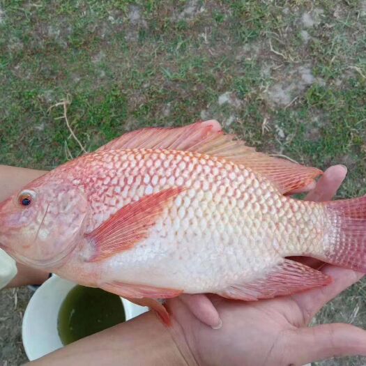 清远红罗非鱼苗，优质彩虹雕鱼苗批发，快大品种，基地直销，全国包邮