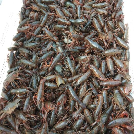 泗洪县 虾苗，青虾苗，回收成品。