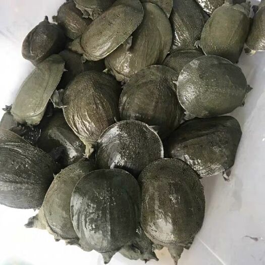 海盐县甲鱼苗4-6克2.5包邮