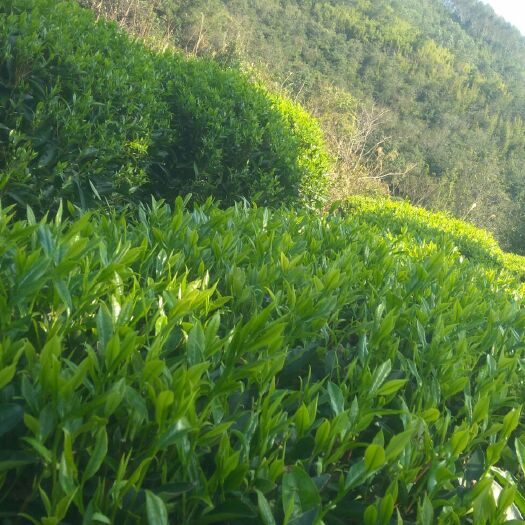 饶平县单丛茶  凤凰单枞茶