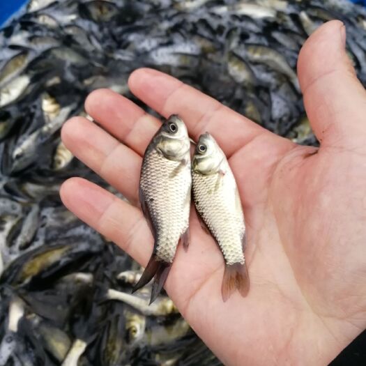 达州鲫鱼苗
