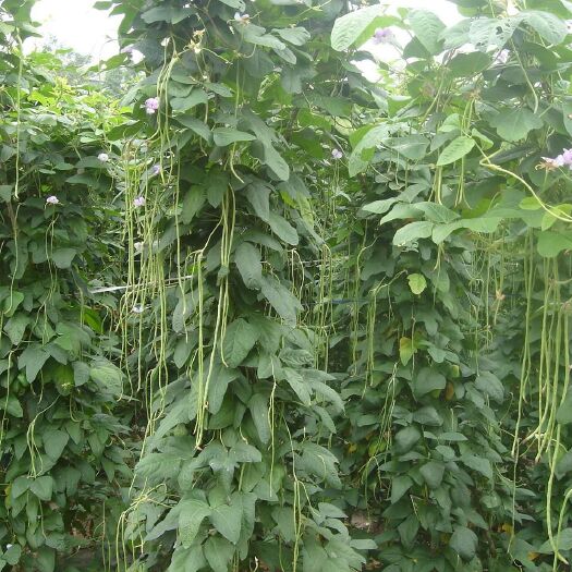 莘县青长豆角大量上市