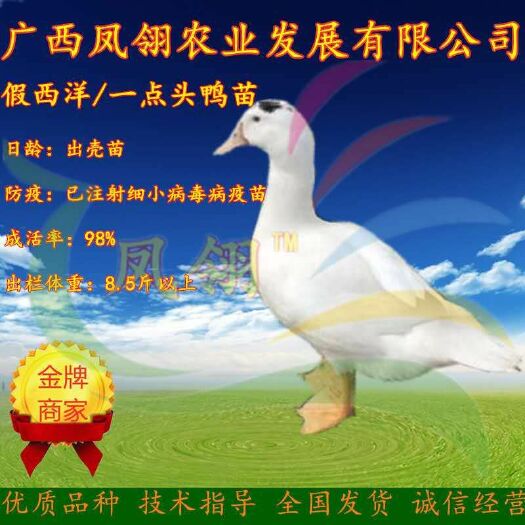 南宁 一点头鸭苗