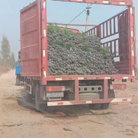 曲阳县 自家沙地柏，品种良好，无纺布沙地柏，杯苗应有尽有