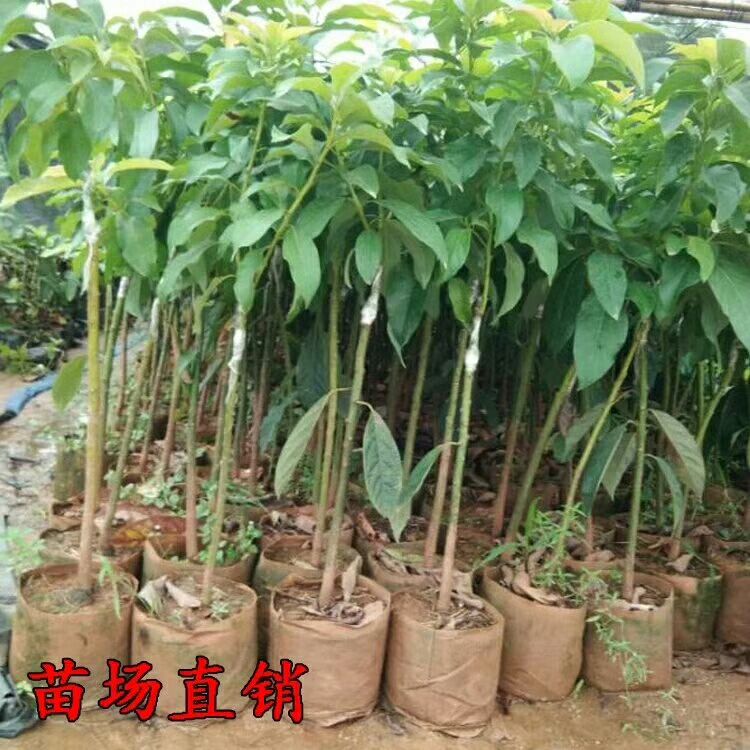 牛油果苗 哈斯牛油果。正宗嫁接苗，无病害的那种，高端水果，