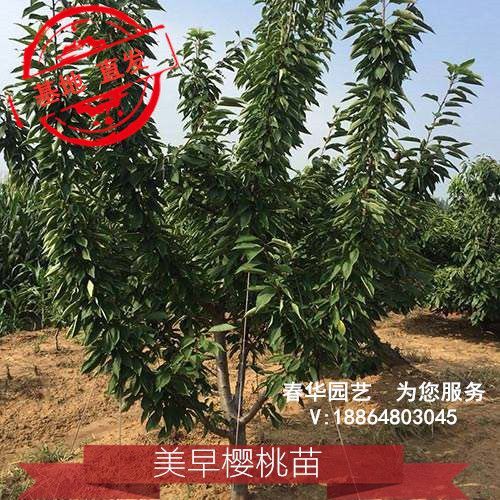 肥城市美早苗 美早樱桃树  3-8公分以上   矮化  产量高