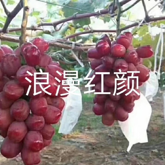 昌黎县浪漫红颜葡萄苗 河北昌黎基地直发保证纯度成活率
免费技术指导