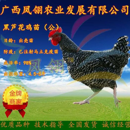 南宁 黑芦花鸡苗