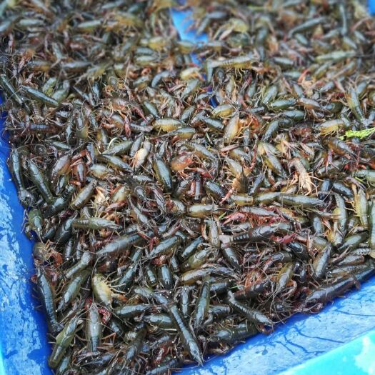 瑞昌市 青壳小龙虾  稻田活水养殖青虾