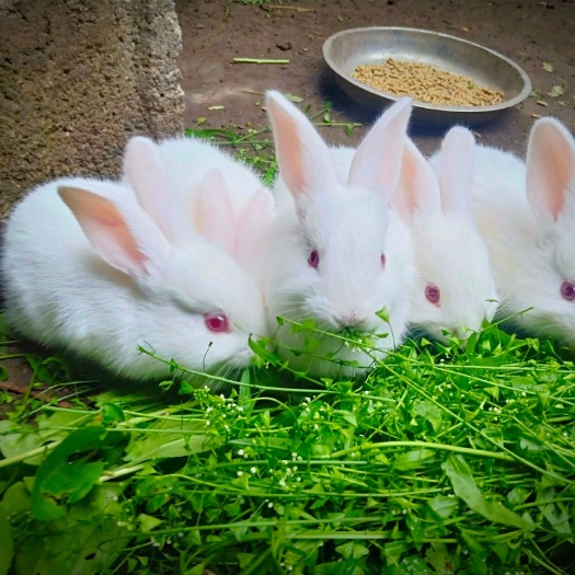 始兴县肉兔 5斤以上