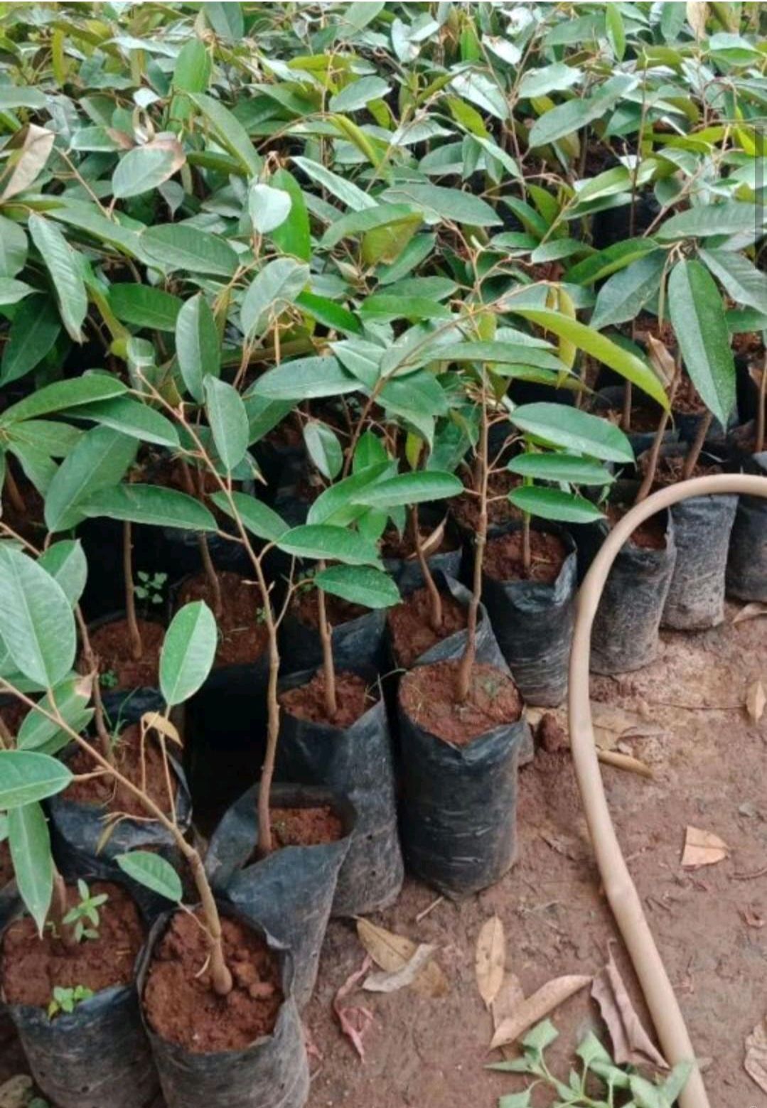 金枕榴莲苗  秦国金枕头榴莲苗，带营养杯发货！嫁接正品苗！