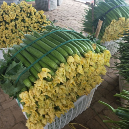 濮阳县鲜花丝瓜 30~50cm