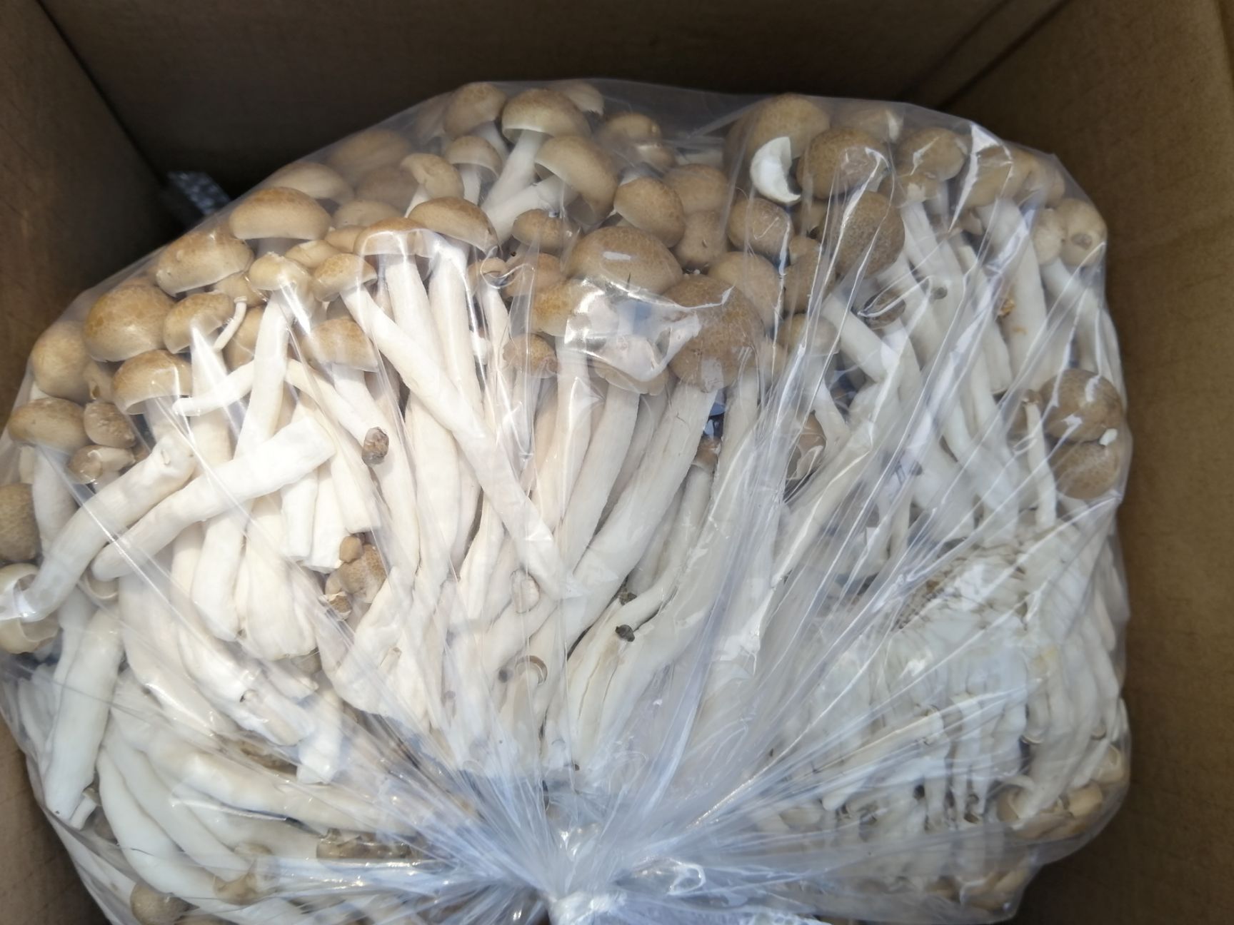 沈阳 蟹味菇批发放货