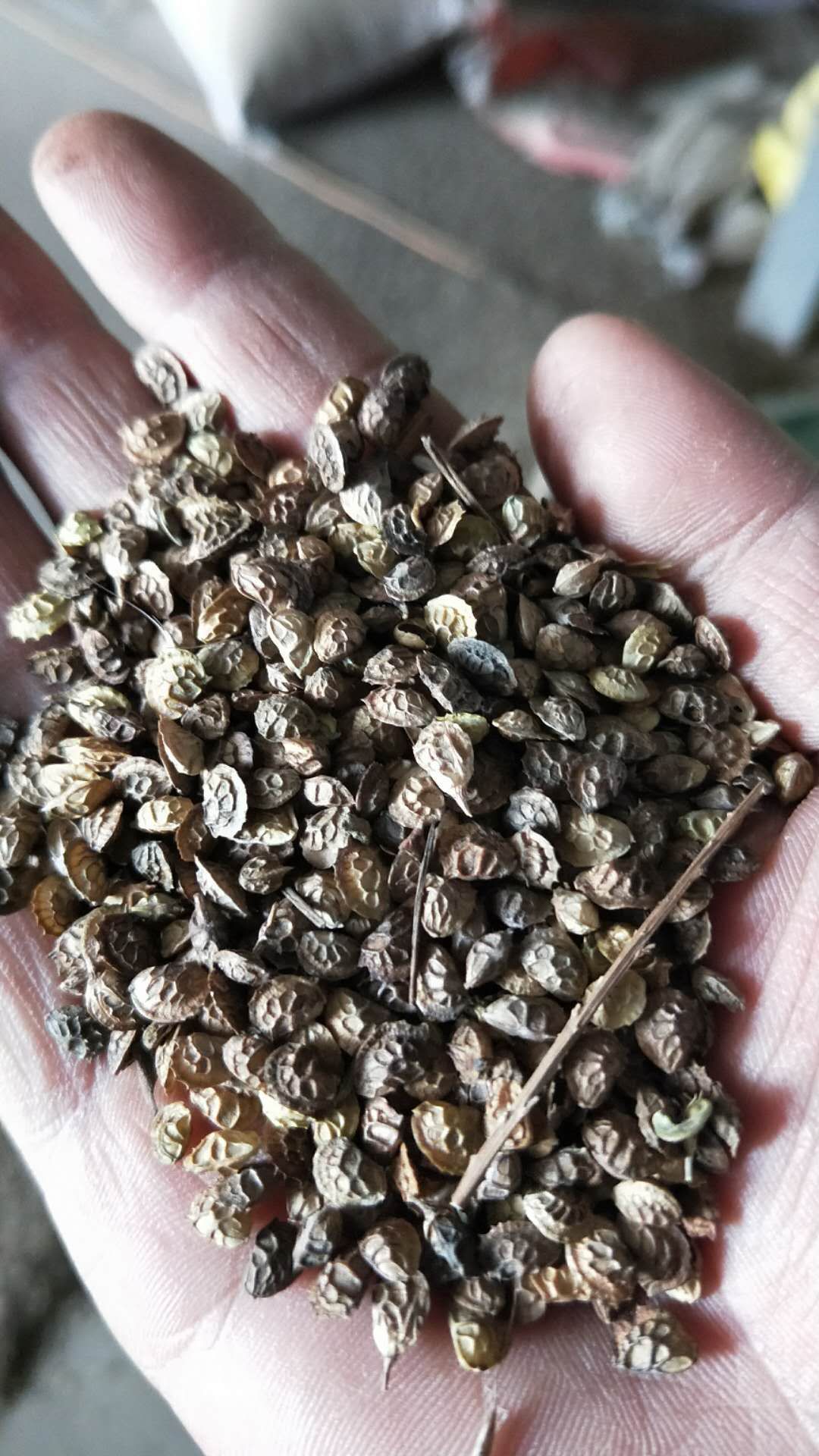 红豆草种子 红豆草 发芽率看得见