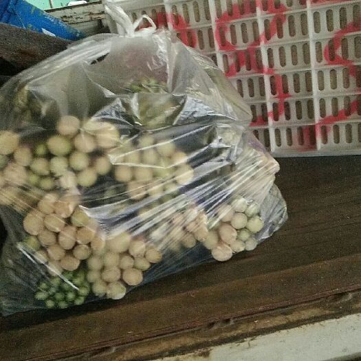 萊陽市 蘆筍，綠蘆筍