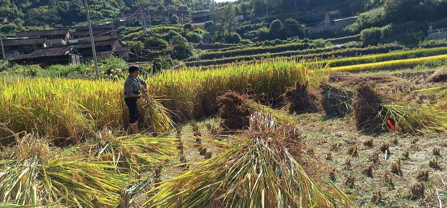  古泉坑云和高山梯田农家米