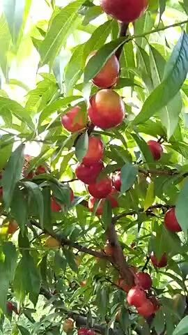  精品五月火油桃，甜油桃，中油17，曙光油桃