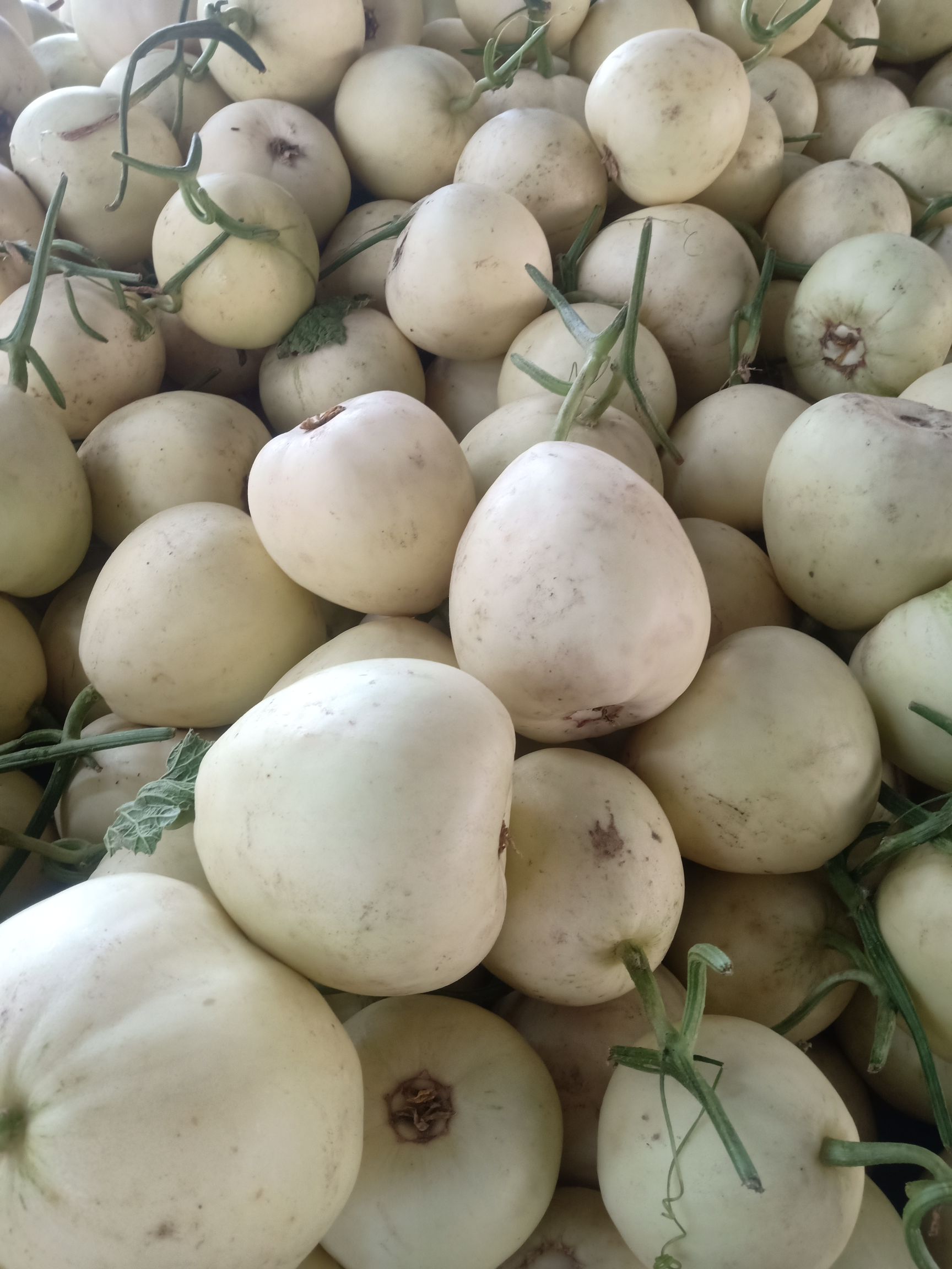 脆梨甜瓜 香甜可口