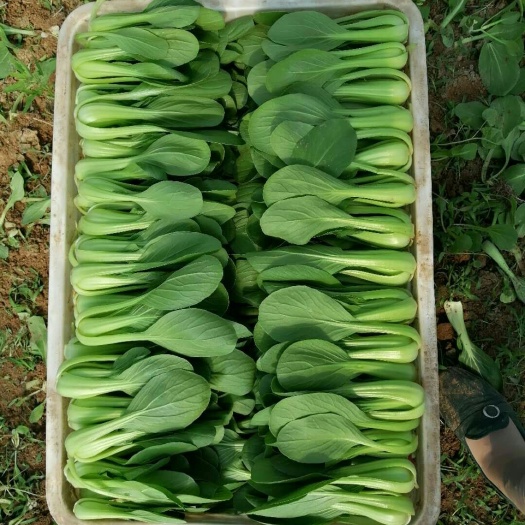 曹县油菜苗 长期供应上海青小白菜，保质保量，诚信第一，可实地考察
