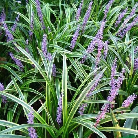  庭院绿植花卉 极耐寒玉龙草矮麦冬青叶金边麦冬苗 麦冬草兰花三