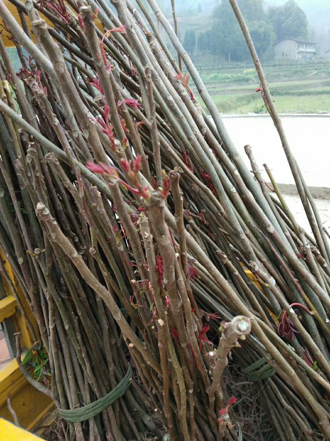 红香妃李树苗 正中，中国香春弟一县发源地巴山红香春树苗