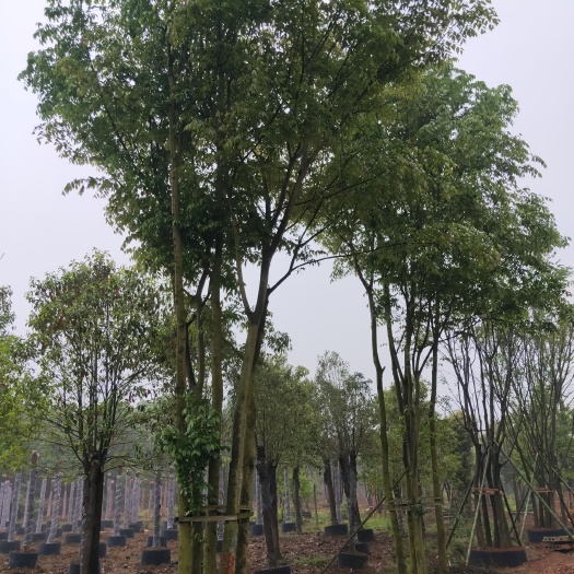 益阳五杆 丛生朴树，自己苗圃，基地直销，一条龙服务