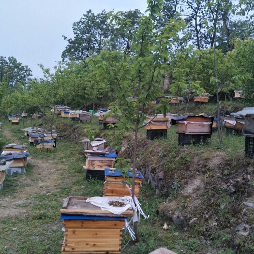 六盘水土蜂蜜 塑料瓶装 2年以上 
