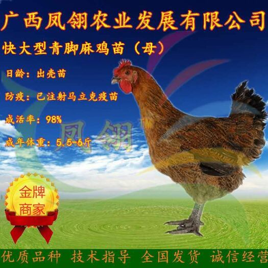南宁 快大青脚麻鸡苗
