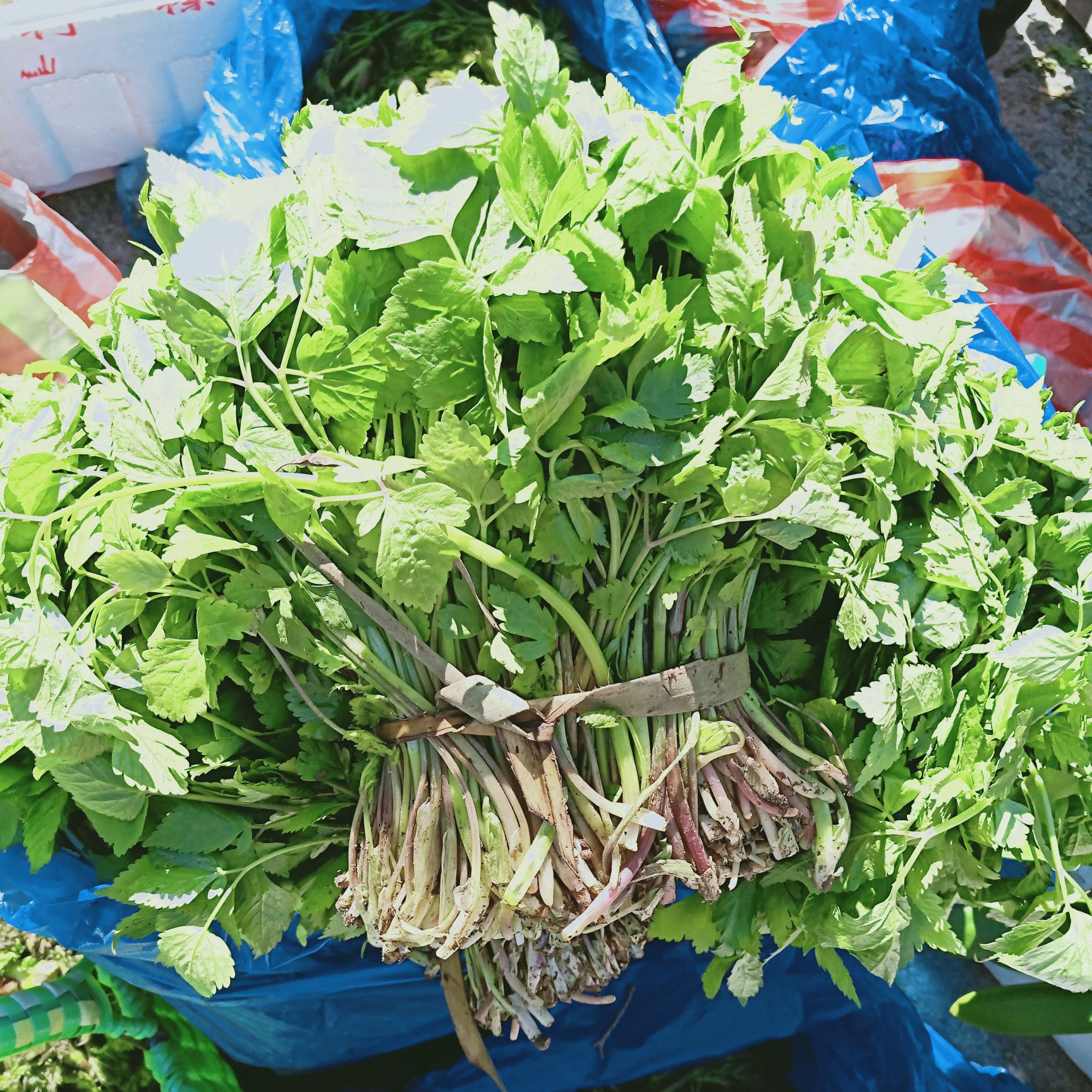 東北山野菜大葉芹