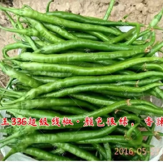 临沭县牛角椒 帝王线椒