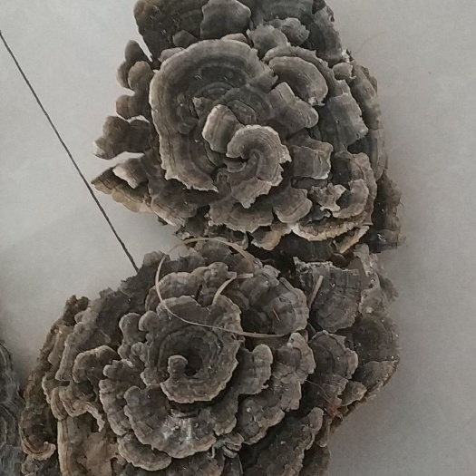 辉南县树舌灵芝 保证