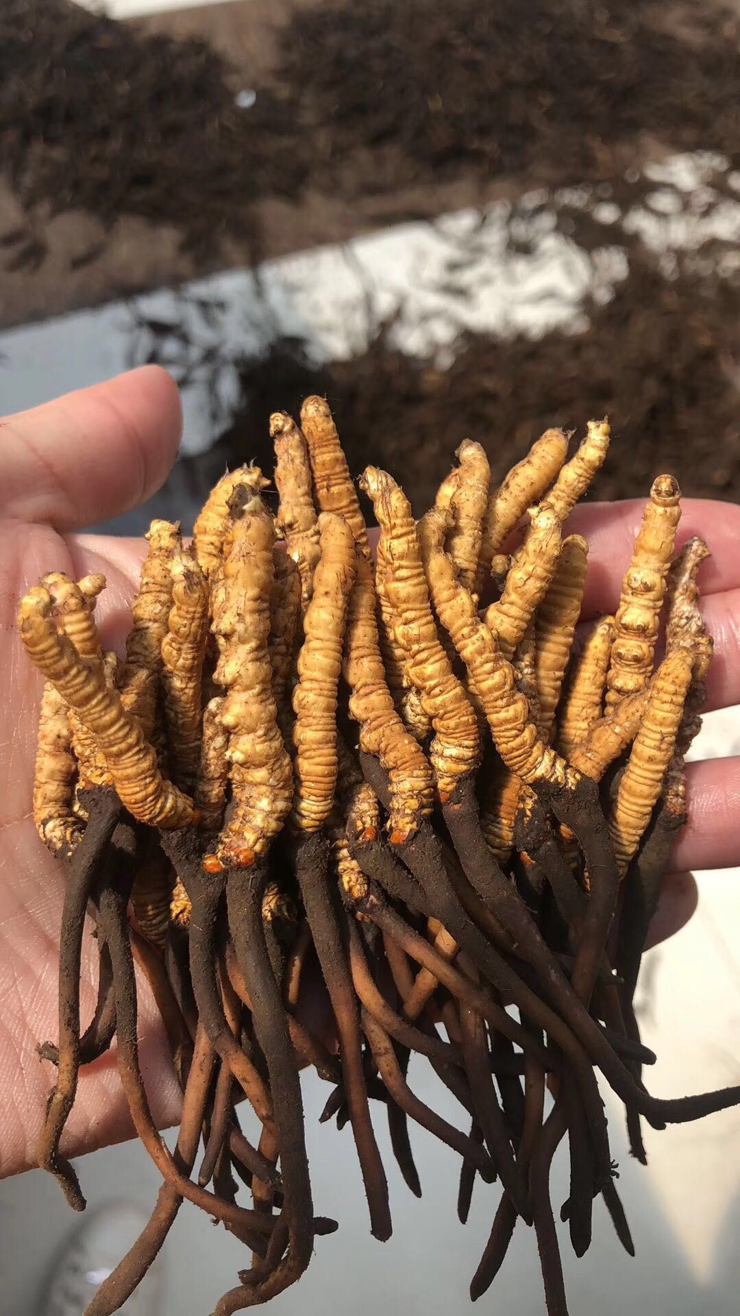  鲜草开刷…今天全是雪域高原大虫草
有钱难买当季鲜，错过等一年