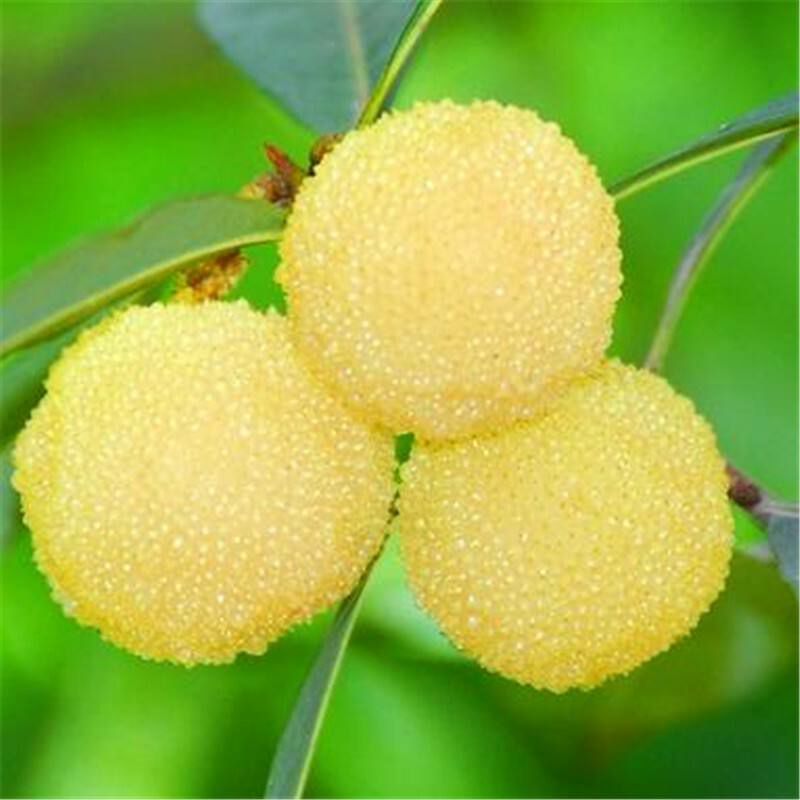 水晶杨梅树苗 东魁•水晶杨梅•大苗一米以上