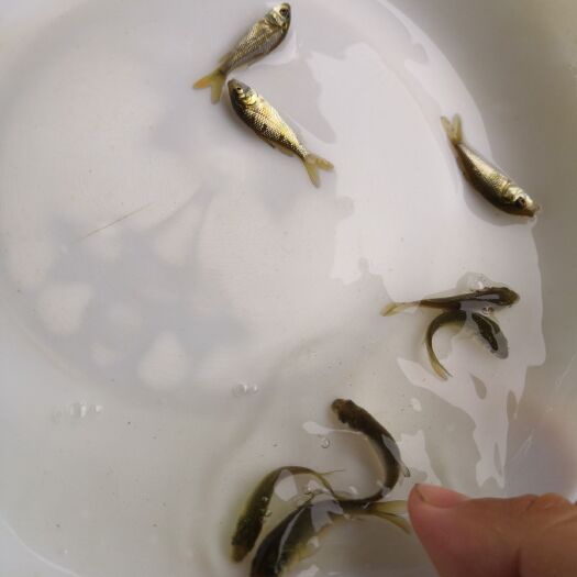 博罗县鲤鱼苗