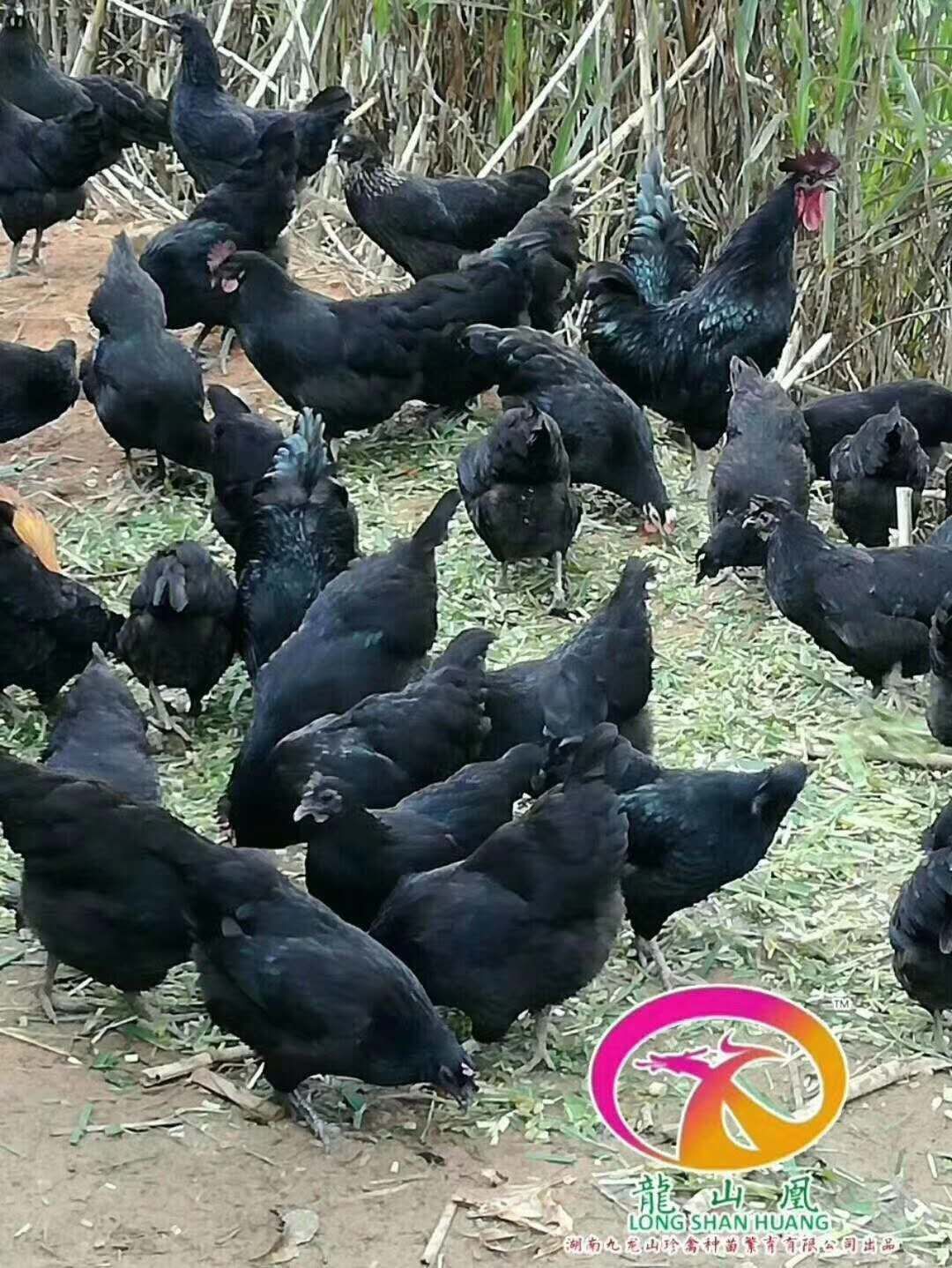 五黑鸡苗 大量供应各种珍禽苗，货源充足，品种多多，质量保证，欢迎咨询