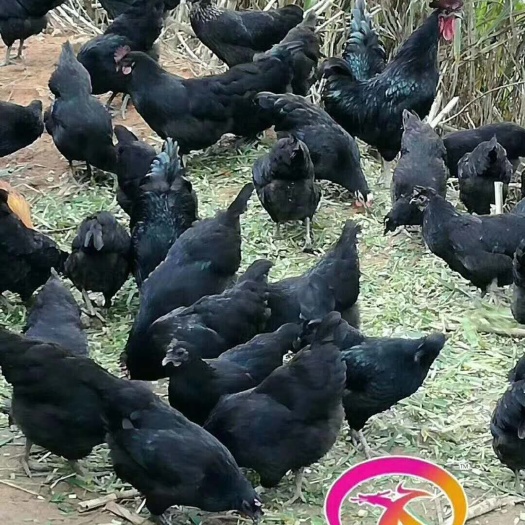 广州五黑鸡苗 大量供应各种珍禽苗，货源充足，品种多多，质量保证，欢迎咨询