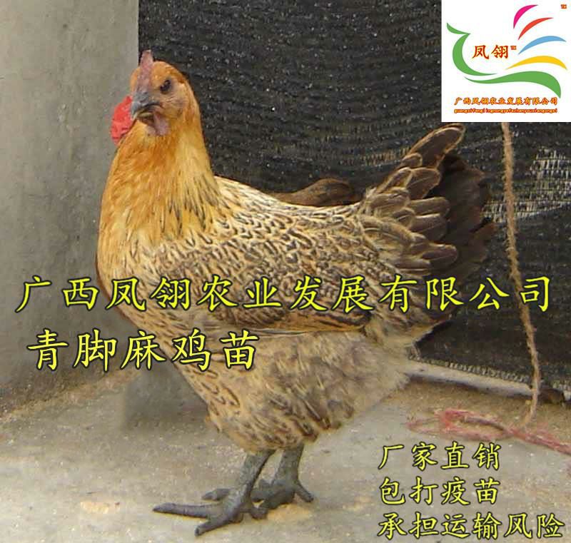  快大青脚麻鸡苗