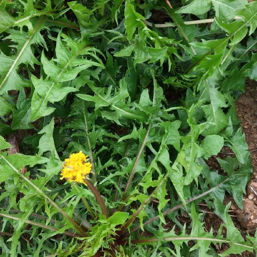 罗甸县蒲公英（鲜食） 蒲公英出售