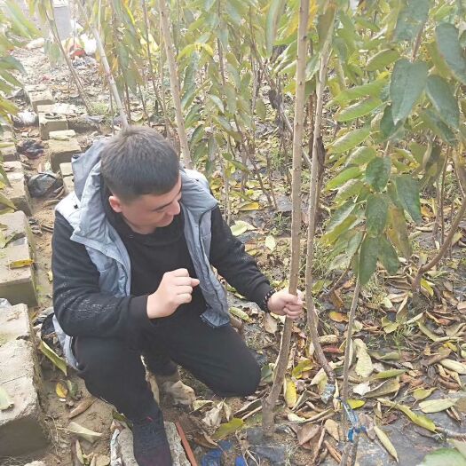 新泰市黑珍珠苗