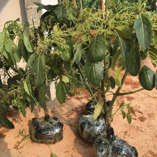 灵山县牛油果苗 0.5~1米