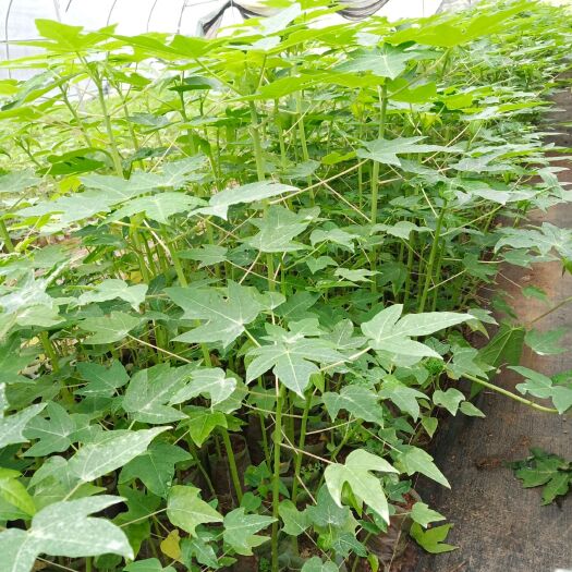 灵山县 大青水果红肉木瓜苗