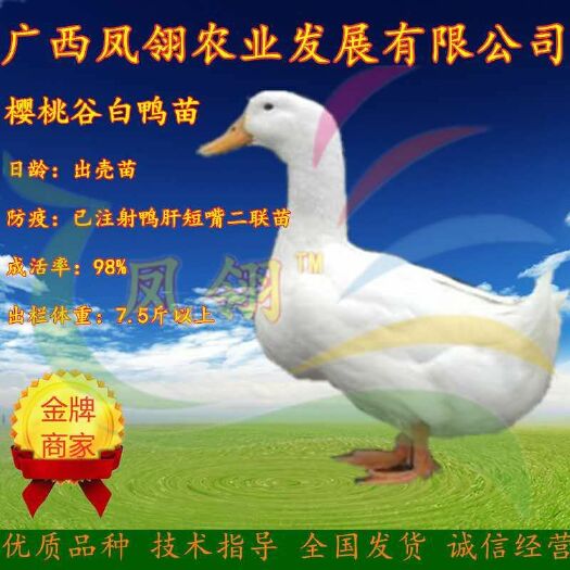 南宁 樱桃谷白鸭苗（桂柳鸭苗，北京鸭）
