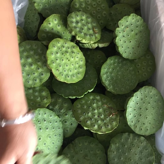 东方市 基地大量供应新鲜莲蓬，莲子