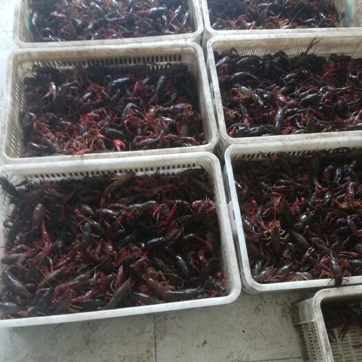 仙桃市潜江小龙虾 红壳精品大虾