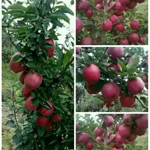 翼城县新红星苹果 中秋新红星